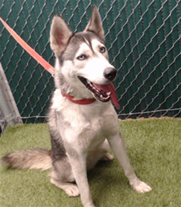 Shelter Stray Female Dog last seen , 11258 Garfield Ave, Downey, CA 90242, USA