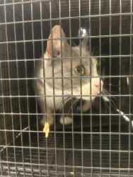 Shelter Stray Female Cat last seen Near BLOCK WASHINGTON AVE N, KENT WA 98032, 21615 64th Ave S, Kent, WA 98032, USA