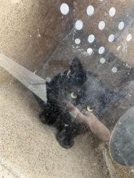 Shelter Stray Unknown Cat last seen Near BLOCK W SOUTHGATE AVE, WEST VALLEY CITY UT 84119, 4522 W 3500 S, West Valley City, UT 84120, USA