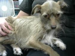 Shelter Stray Female Dog last seen EUBANK AND LOMAS, 8920 Lomas Blvd NE, Albuquerque, NM 87112, USA