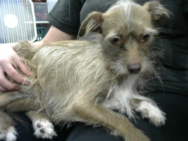 Shelter Stray Female Dog last seen EUBANK AND LOMAS, 8920 Lomas Blvd NE, Albuquerque, NM 87112, USA