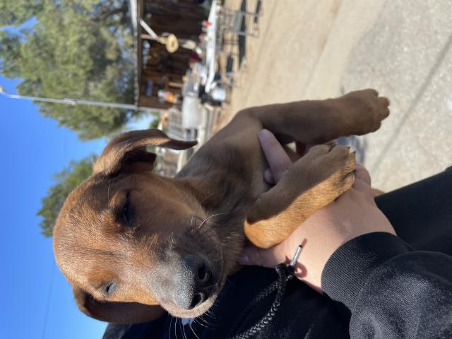 Shelter Stray Female Dog last seen Near BLOCK MANN AVE, JURUPA VALLEY, CA, 6851 Van Buren Boulevard, Jurupa Valley, CA 92509, USA