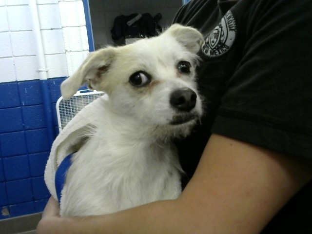 Shelter Stray Male Dog last seen EUBANK AND LOMAS, 8920 Lomas Blvd NE, Albuquerque, NM 87112, USA