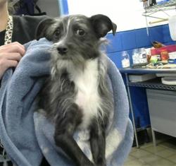 Shelter Stray Male Dog last seen EUBANK AND LOMAS, 8920 Lomas Blvd NE, Albuquerque, NM 87112, USA