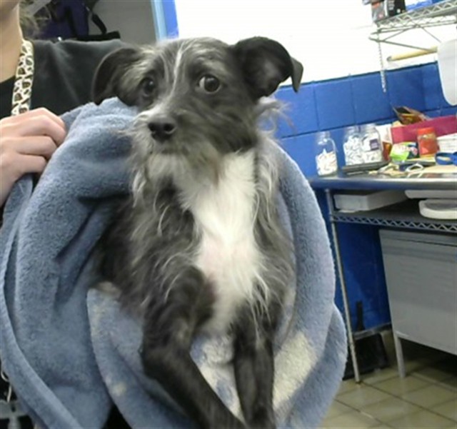 Shelter Stray Male Dog last seen EUBANK AND LOMAS, 8920 Lomas Blvd NE, Albuquerque, NM 87112, USA