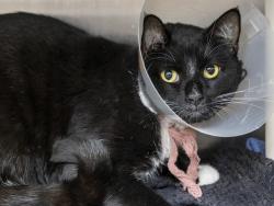 Shelter Stray Male Cat last seen , 5501 E Van Buren St, Phoenix, AZ 85008, USA