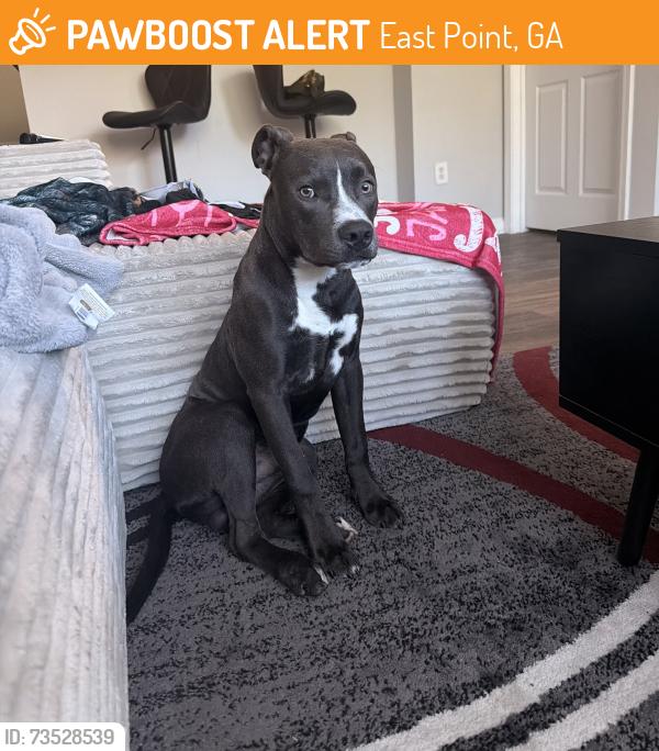Rehomed Male Dog last seen Virginia Avenue at the Waffle hse, East Point, GA 30344