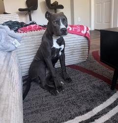 Found/Stray Male Dog last seen Virginia Avenue at the Waffle hse, East Point, GA 30344