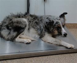 Shelter Stray Female Dog last seen Near BLOCK UNIVERSE, 3001 2nd St SW, Albuquerque, NM 87105, USA