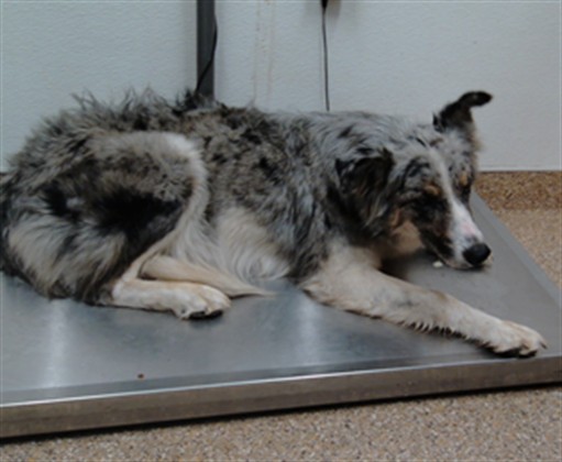 Shelter Stray Female Dog last seen Near BLOCK UNIVERSE, 3001 2nd St SW, Albuquerque, NM 87105, USA