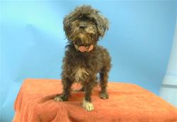 Shelter Stray Female Dog last seen , 216 W Victoria St, Gardena, CA 90248, USA