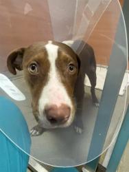 Shelter Stray Female Dog last seen Near BLOCK W 14TH AVE, 3599 NW 79th Ave, Doral, FL 33122, USA