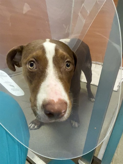 Shelter Stray Female Dog last seen Near BLOCK W 14TH AVE, 3599 NW 79th Ave, Doral, FL 33122, USA