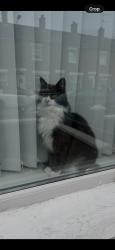 Reunited Female Cat last seen Ballysillan, Ballysillan, Northern Ireland BT14 8AJ