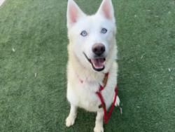 Shelter Stray Male Dog last seen , 1850 W 60th St, Los Angeles, CA 90047, USA