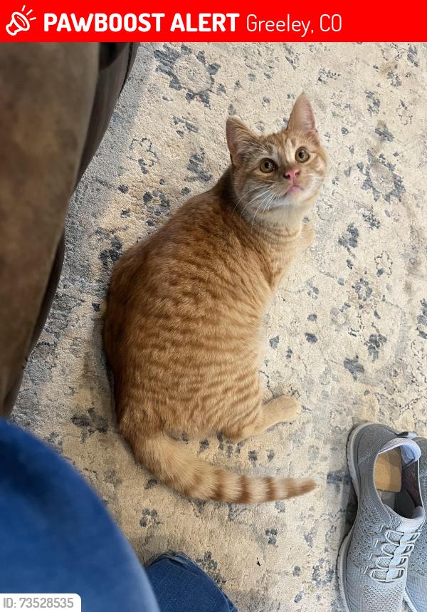 Lost Male Cat last seen CR 31 and 392, Greeley, CO 80631