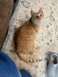 Lost Male Cat last seen CR 31 and 392, Greeley, CO 80631
