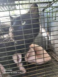 Shelter Stray Male Cat last seen Near BLOCK VIEWSITE, 4710 TX-151, San Antonio, TX 78227, USA