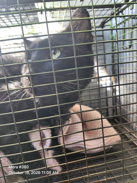 Shelter Stray Male Cat last seen Near BLOCK VIEWSITE, 4710 TX-151, San Antonio, TX 78227, USA