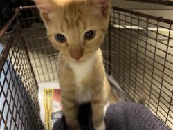 Shelter Stray Male Cat last seen NEEDS REPORT CREATED, 4710 TX-151, San Antonio, TX 78227, USA
