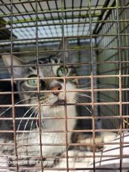 Shelter Stray Female Cat last seen Near BLOCK HILLBURN DR, 4710 TX-151, San Antonio, TX 78227, USA