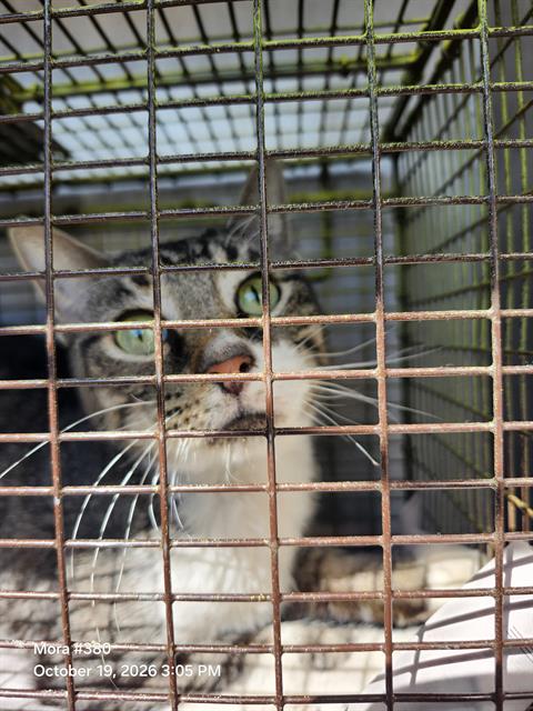 Shelter Stray Female Cat last seen Near BLOCK HILLBURN DR, 4710 TX-151, San Antonio, TX 78227, USA