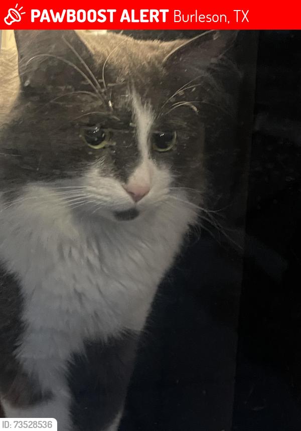 Lost Male Cat last seen Safeway on Henderson, Burleson, TX 76028