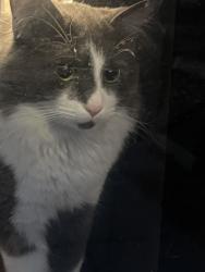 Lost Male Cat last seen Safeway on Henderson, Burleson, TX 76028