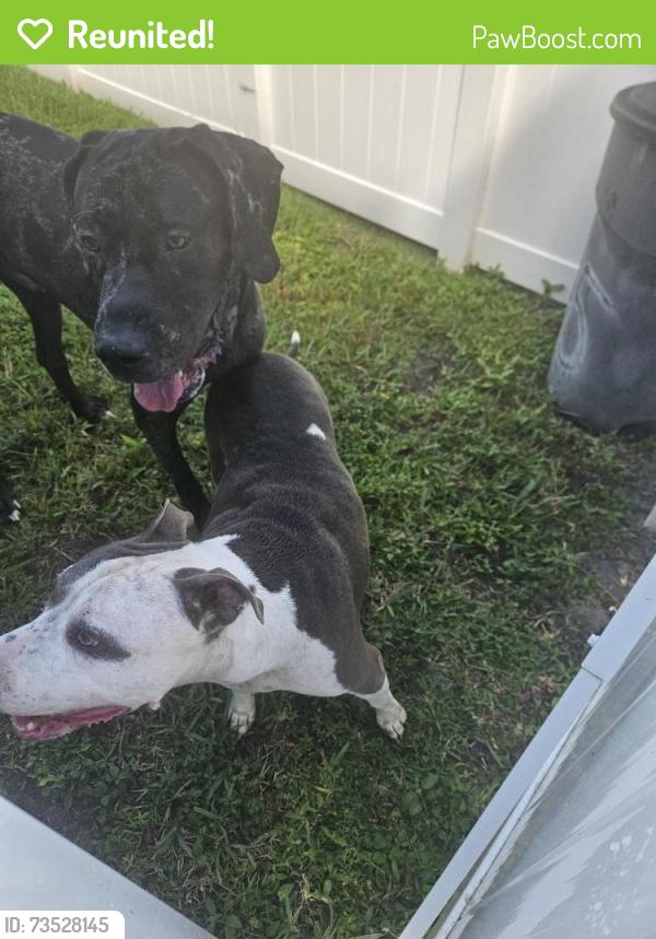 Reunited Unknown Dog last seen Acadamy Blvd, Cape Coral, FL 33904