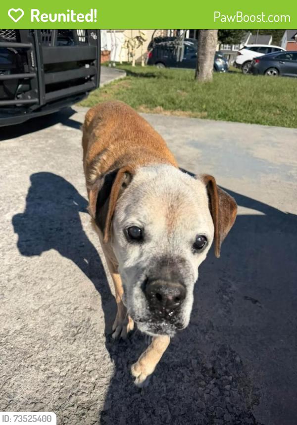 Reunited Female Dog last seen Meadows of Millertown, Knoxville, TN 37924