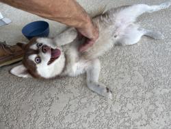 Reunited Male Dog last seen Regency and Bramblewood, Port Richey, FL 34653