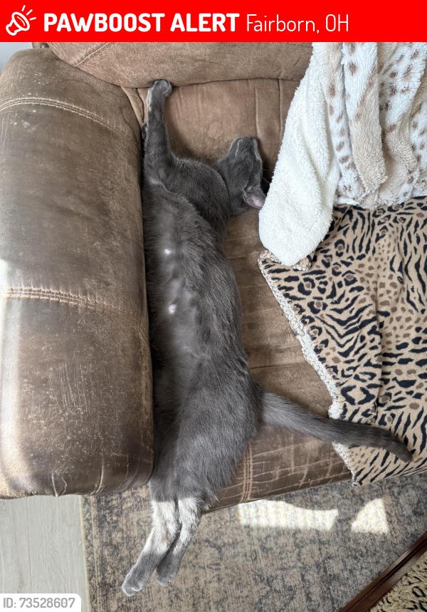 Lost Male Cat last seen Ironwood st, Fairborn, OH 45324