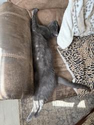 Lost Male Cat last seen Ironwood st, Fairborn, OH 45324