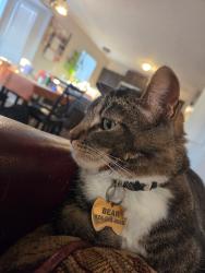 Lost Male Cat last seen Near s pheasant view dr, Layton, UT 84041