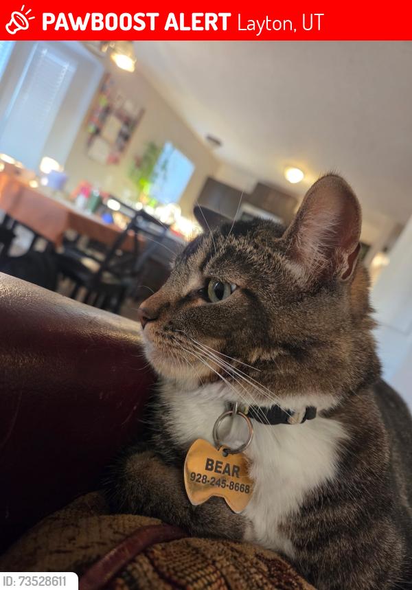 Lost Male Cat last seen Near s pheasant view dr, Layton, UT 84041
