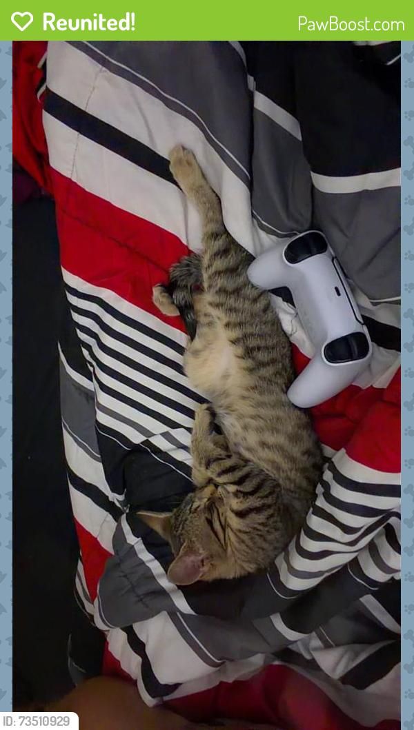 Reunited Female Cat last seen Reflections on 92nd apmts, Westminster, CO 80021