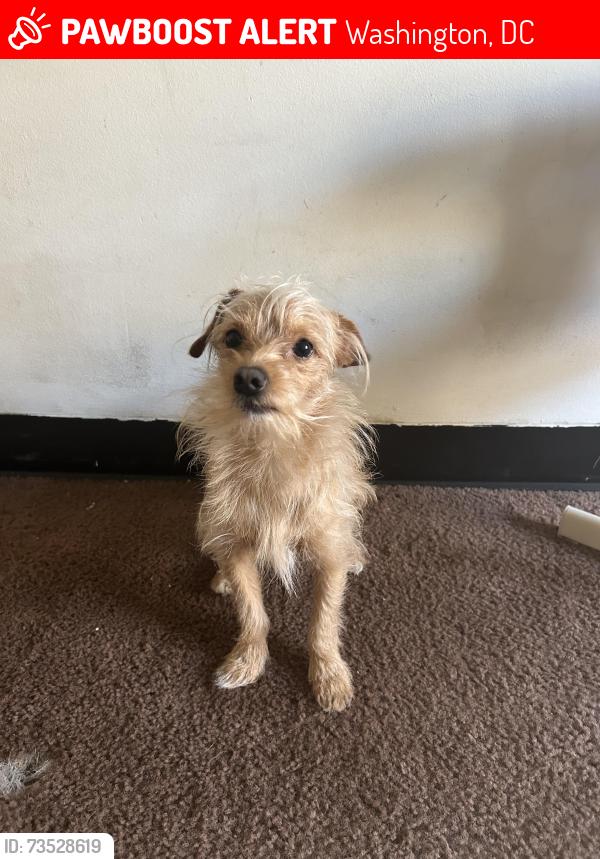 Lost Male Dog last seen Columbia Heights, Washington, DC 20009