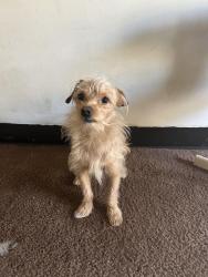 Lost Male Dog last seen Columbia Heights, Washington, DC 20009