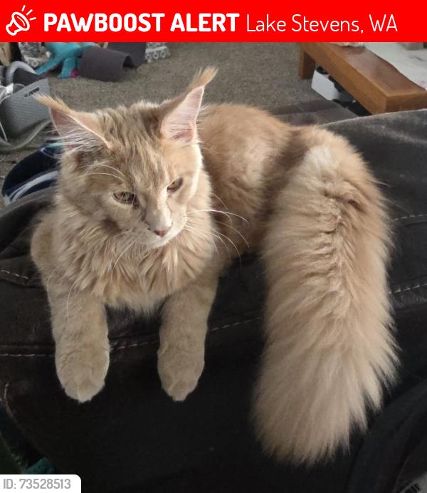 Lost Male Cat last seen By the electric speed sign. Large gravel lot with water view and docks, Lake Stevens, WA 98258
