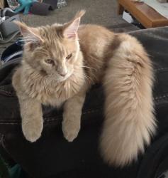 Lost Male Cat last seen By the electric speed sign. Large gravel lot with water view and docks, Lake Stevens, WA 98258