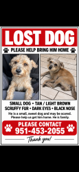 Lost Male Dog last seen Grande ave, Lake Elsinore, CA 92530