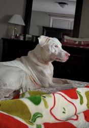Reunited Male Dog last seen McArthur road, Fayetteville, NC 28311