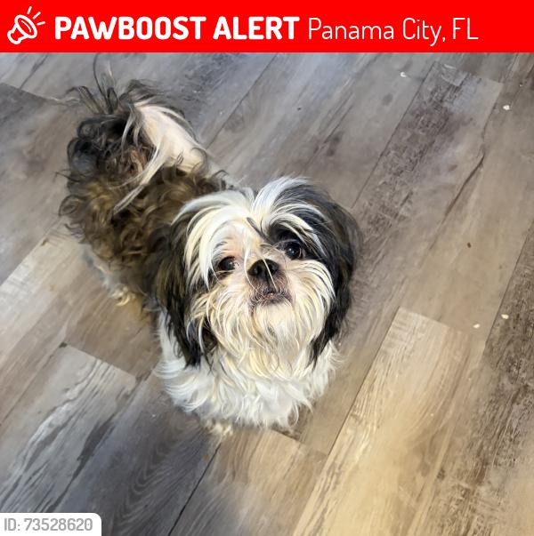 Lost Male Dog last seen Wendy, Panama City, FL 32404