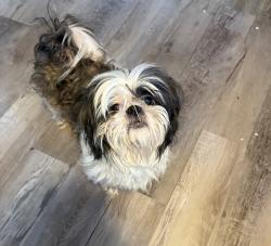 Lost Male Dog last seen Wendy, Panama City, FL 32404