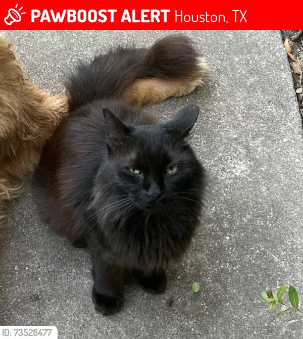 Lost Male Cat last seen Paisley Street and Bob White Drive, Houston, TX 77096