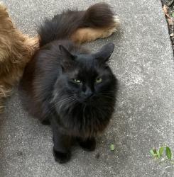 Lost Male Cat last seen Paisley Street and Bob White Drive, Houston, TX 77096