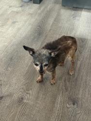 Lost Female Dog last seen E fourth st & Q ave, National City, CA 91950