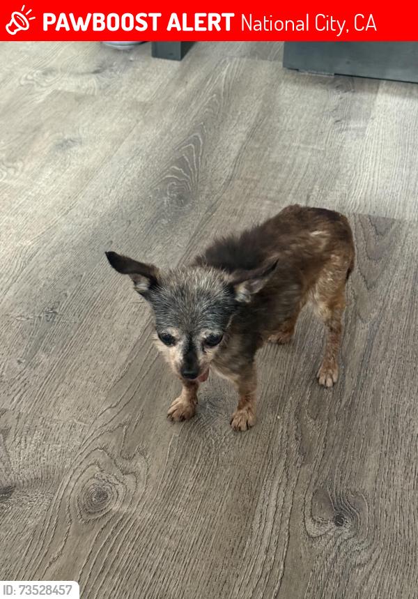 Lost Female Dog last seen E fourth st & Q ave, National City, CA 91950