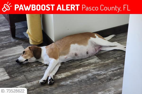 Lost Female Dog last seen Garcia & twin oaks, Pasco County, FL 34610