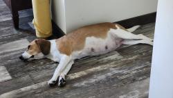 Lost Female Dog last seen Garcia & twin oaks, Pasco County, FL 34610